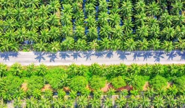 Drip Irrigation Solution for 10 Hectares of Coconut Trees