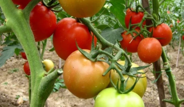 Drip Tape Irrigation Solution for 1 Hectare of Tomato Field