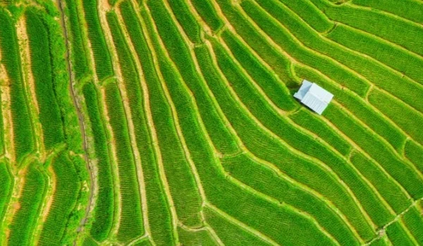 21 Hectares of Rice Flood Irrigation Solution